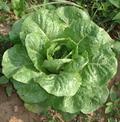 Lactuca sativa